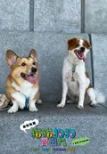 本地狗狗短片 2026